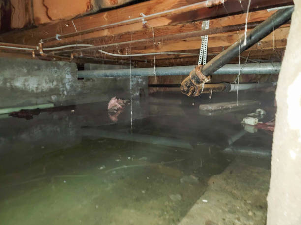 Best Flood damage cleanup  in Timberlane, IL