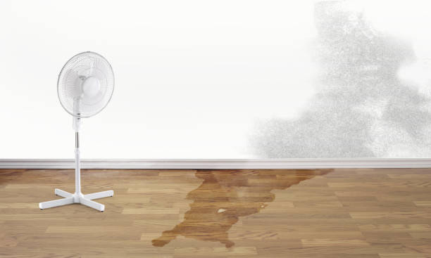 Best Water damage restoration experts  in Timberlane, IL